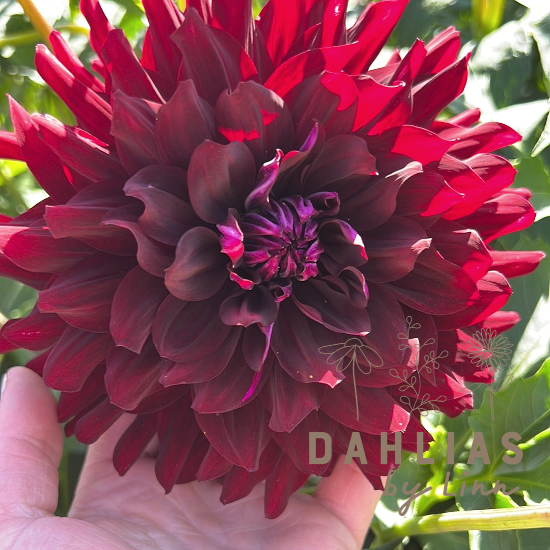 Dahlia Hollyhill Black Beauty