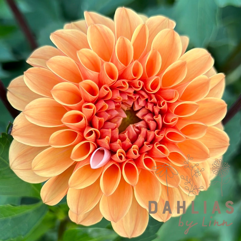 Paere Dahlia Ralphie Orange Mousserende Levering Udendors 7