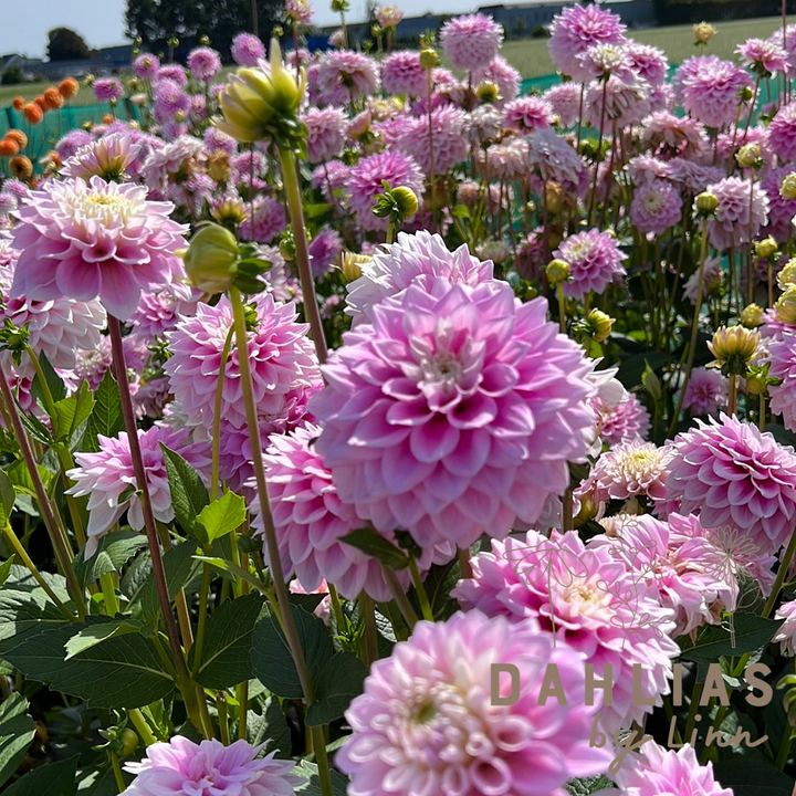 Dahlia Sweet Love
