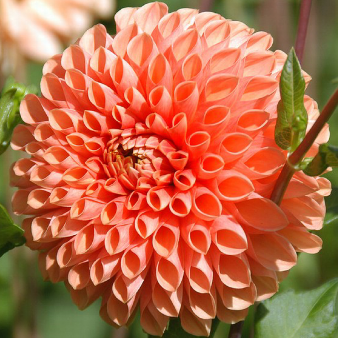 Dahlia Jowey Linda UTGÅR!