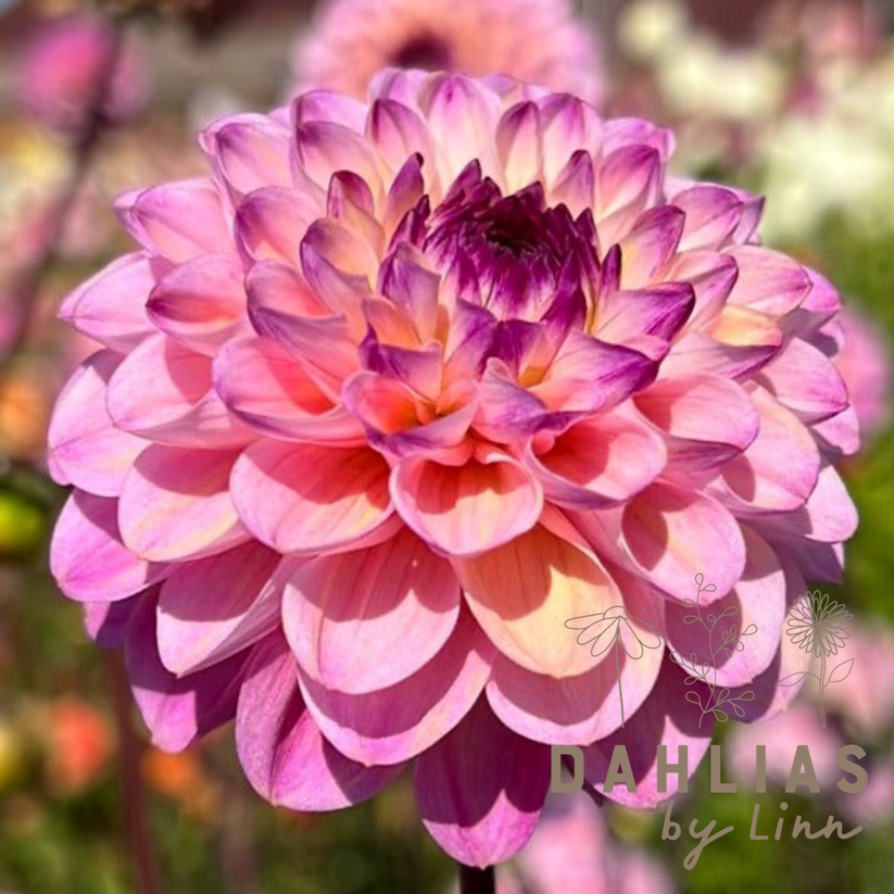Dahlia Wine Eyed Jill Dahlias By Linn