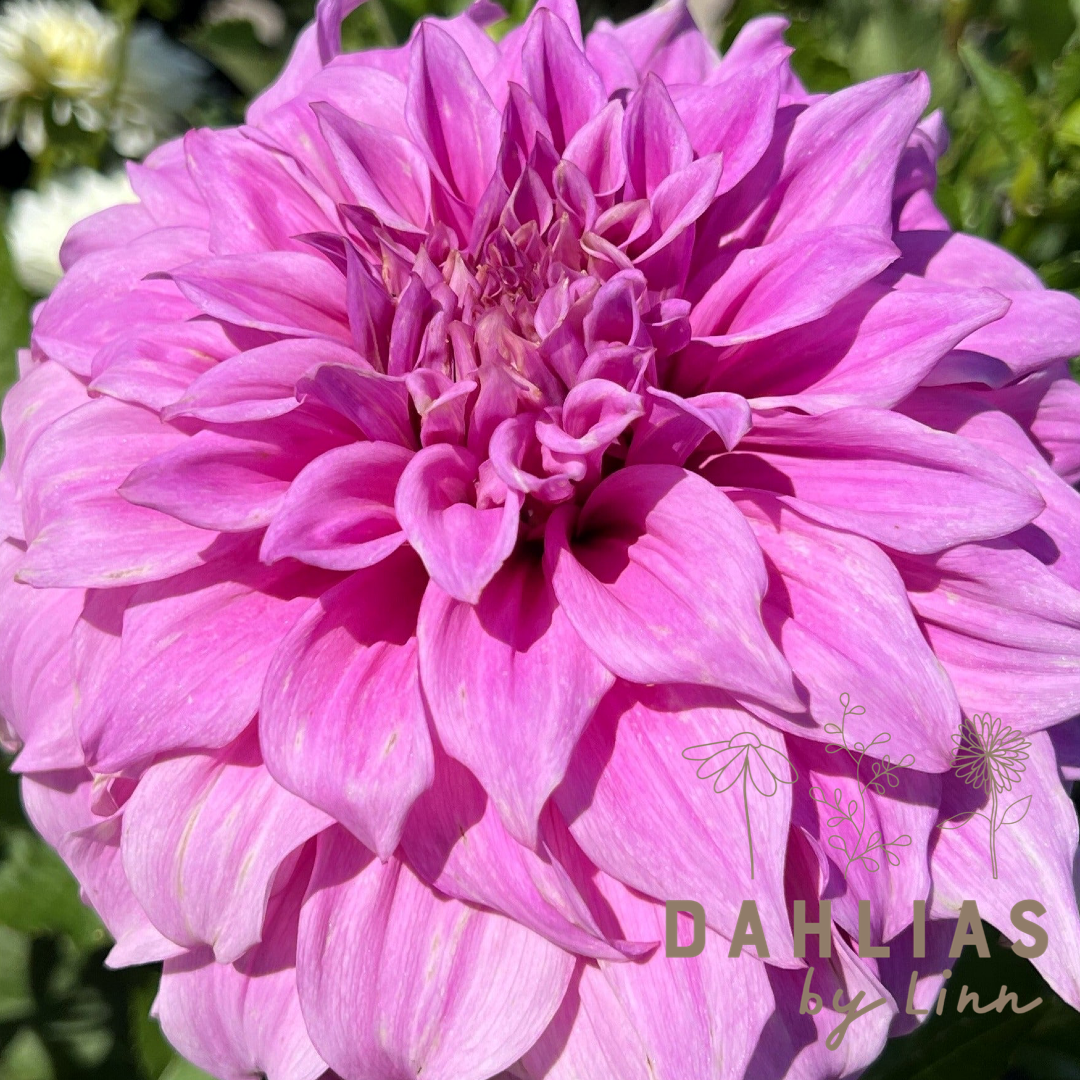 Dahlia Vassio Meggos Utgår!
