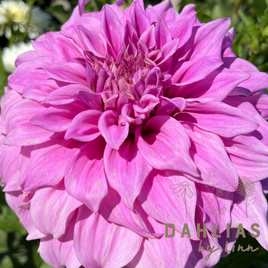 Dahlia Vassio Meggos