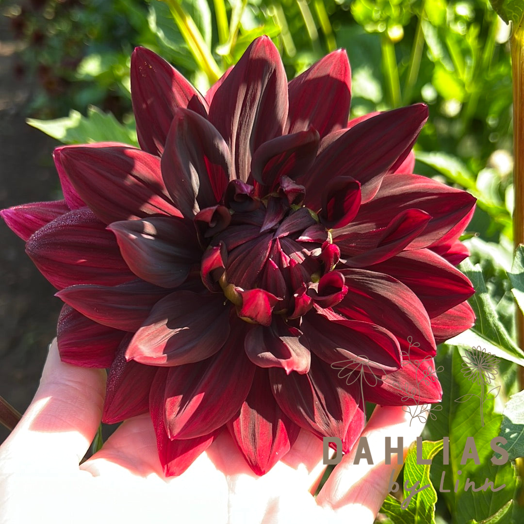 Dahlia Sam Hopkins