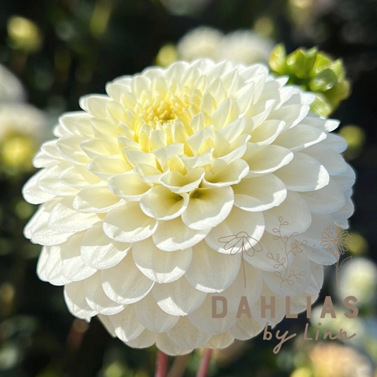 Dahlia Kona