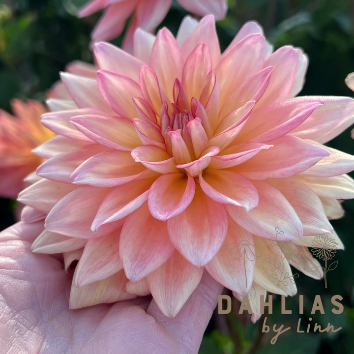 Dahlia Melody Dora