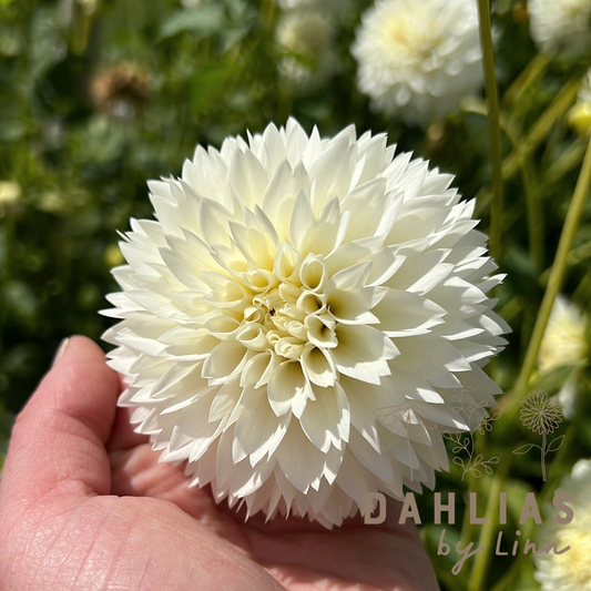 Dahlia Myama Fubuki Utgår!