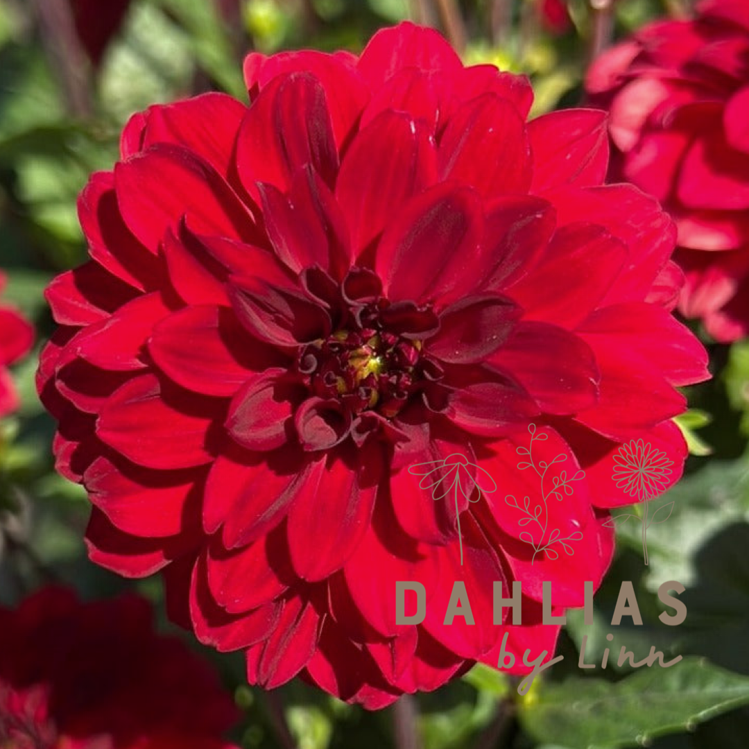 Dahlia Gallery Singer