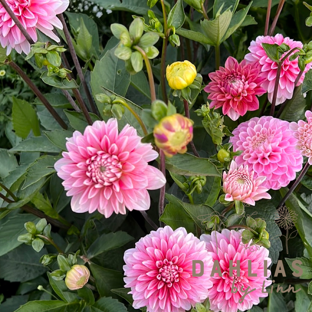 Dahlia Strawberry Cream