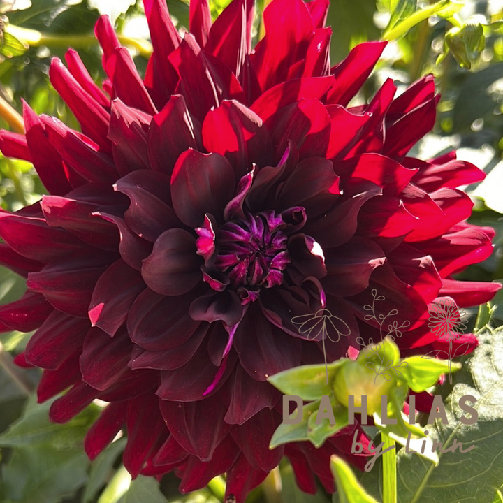 Dahlia Hollyhill Black Beauty