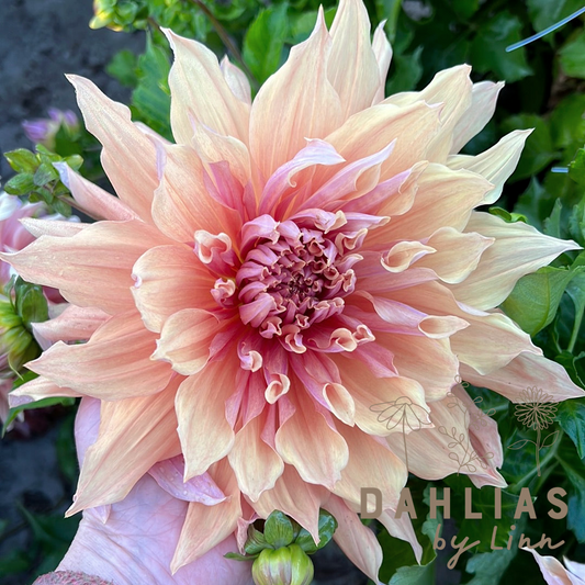 Dahlia Mango madness UTGÅR!