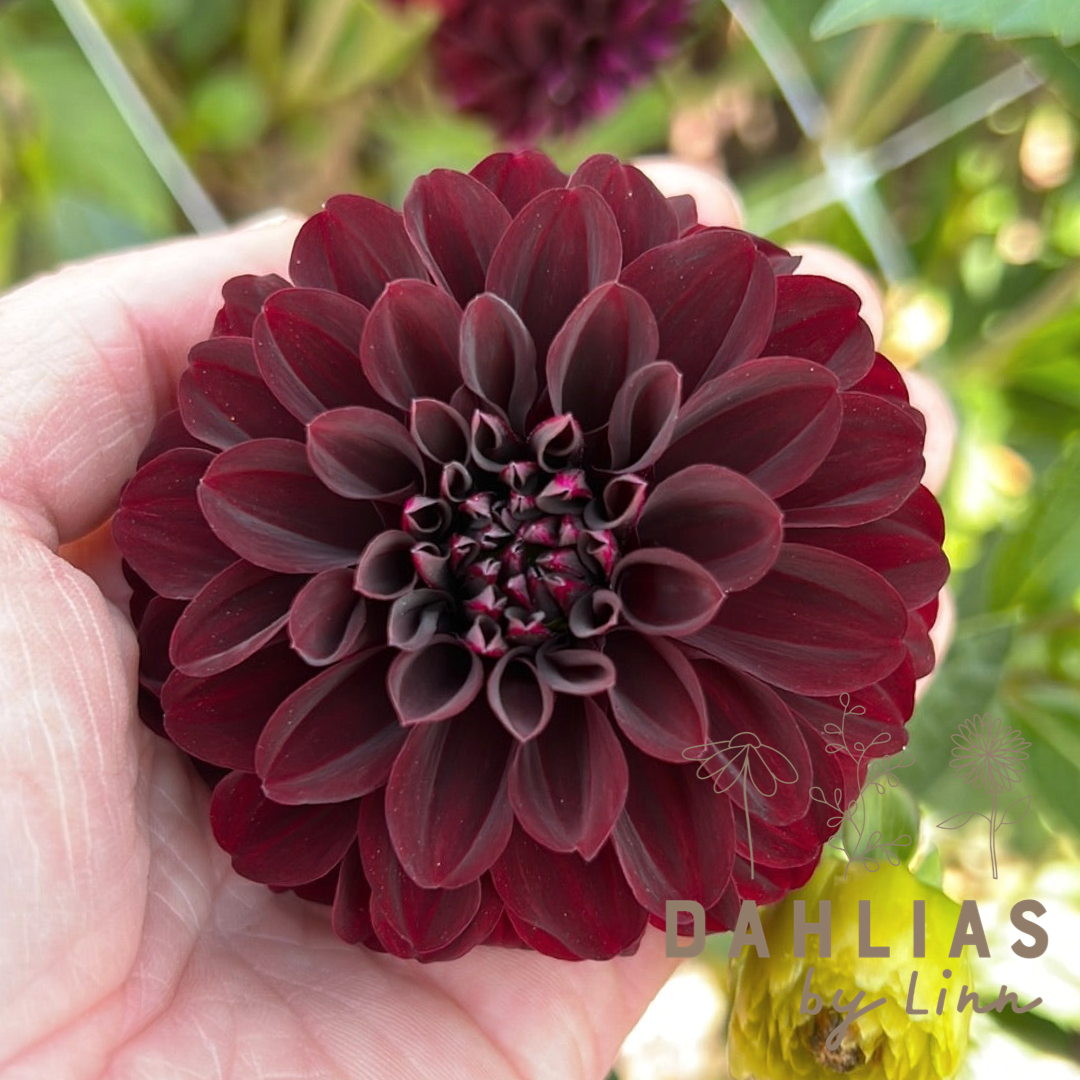 Dahlia La Recoleta