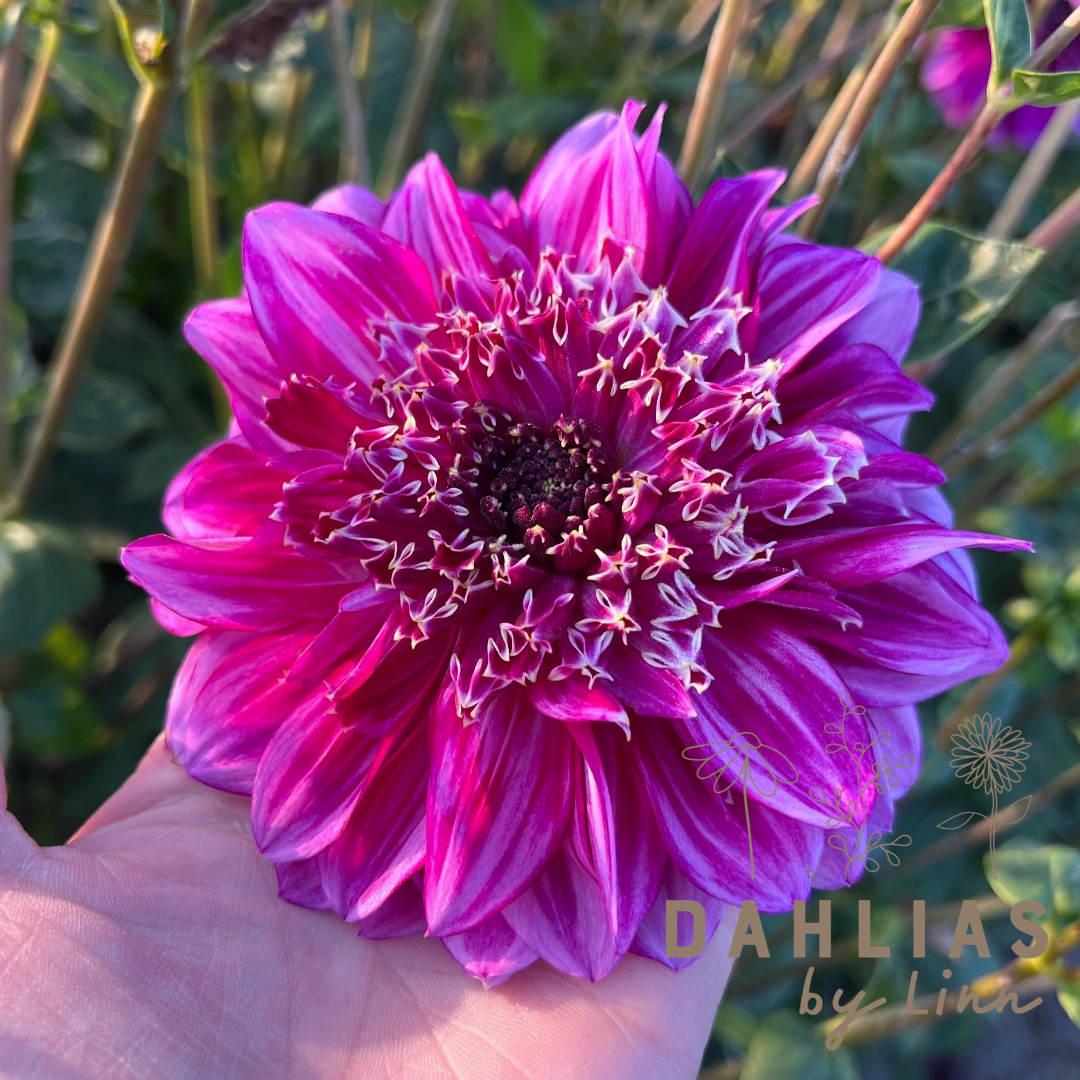 Dahlia Richard's Fortune Nyhet!