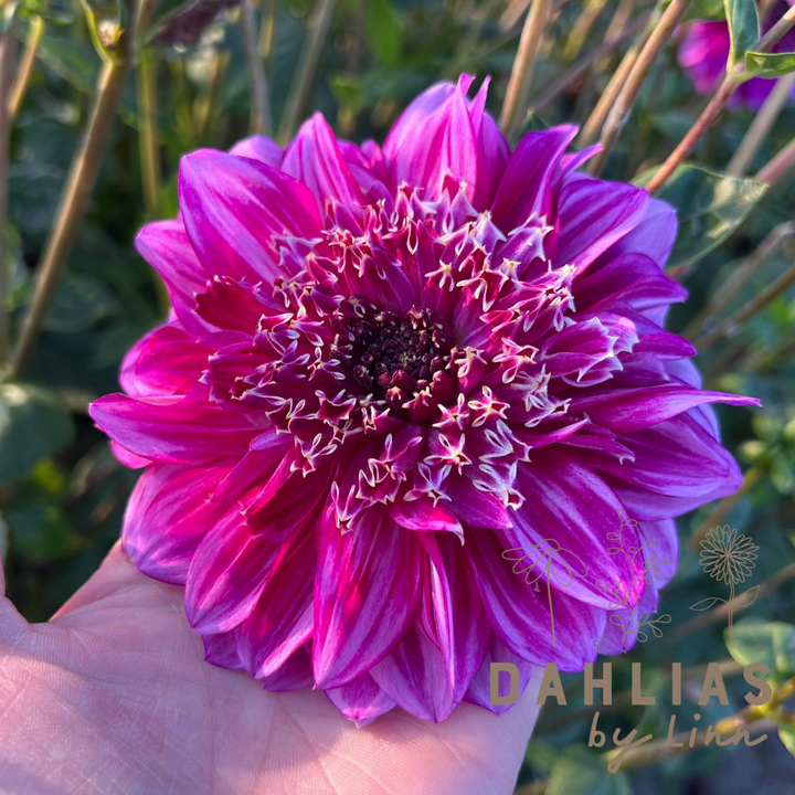 Dahlia Richard&