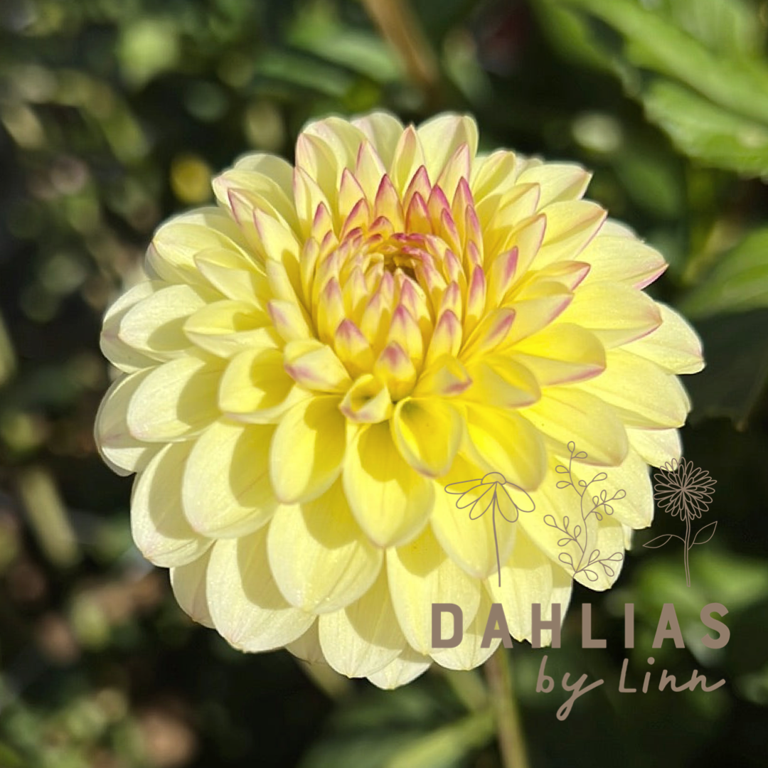 Dahlia Isa´s Favourite