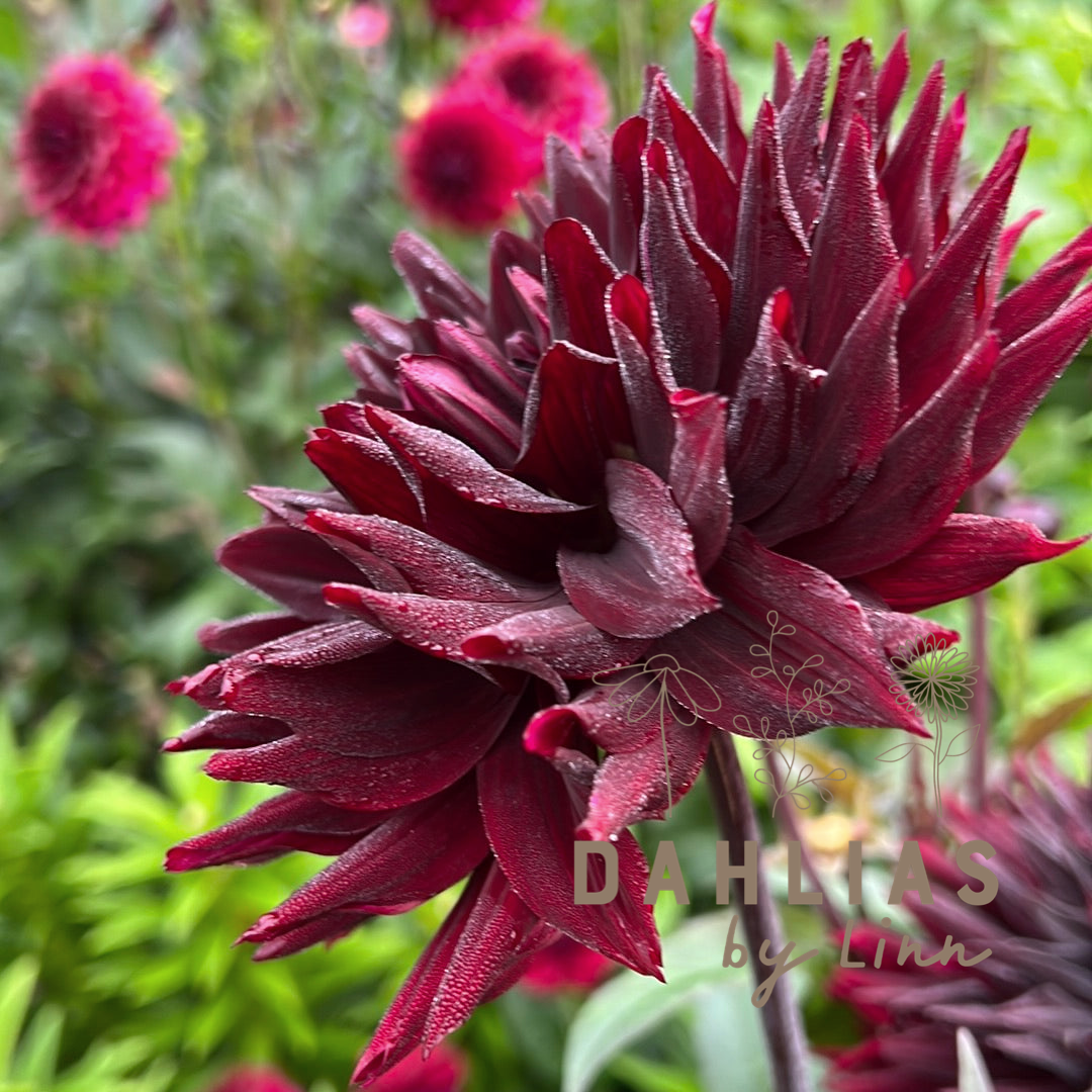 Dahlia Black Jack