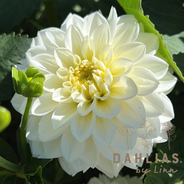 Dahlia Polar Ice