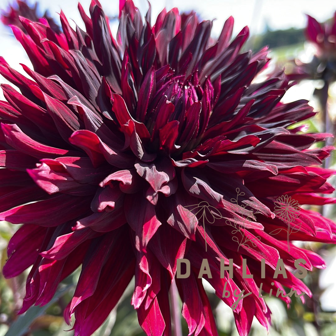 Dahlia Black Jack