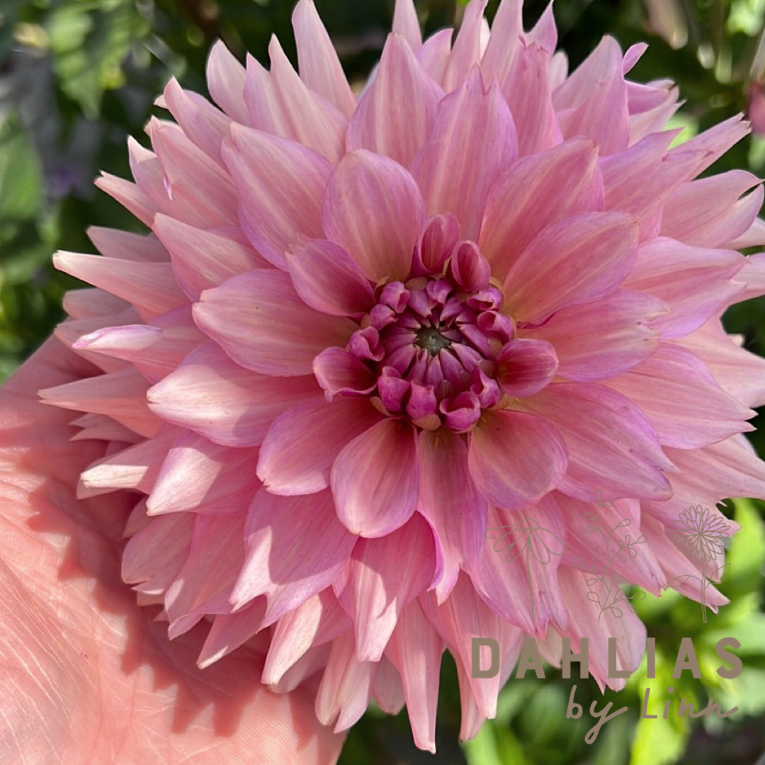 Dahlia La Belle Epoque