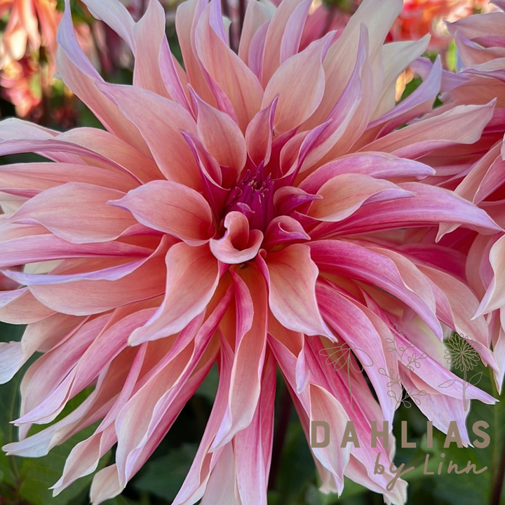 Dahlia Labyrinth