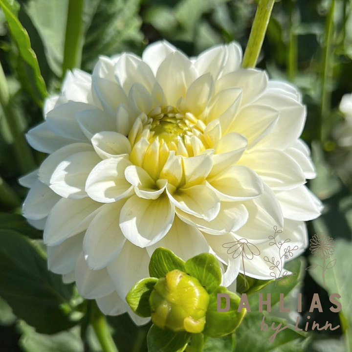 Dahlia Polar Ice