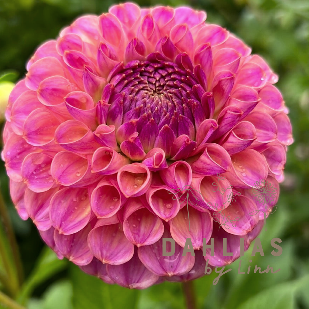 Dahlia Caitlin´s Joy – Dahlias By Linn