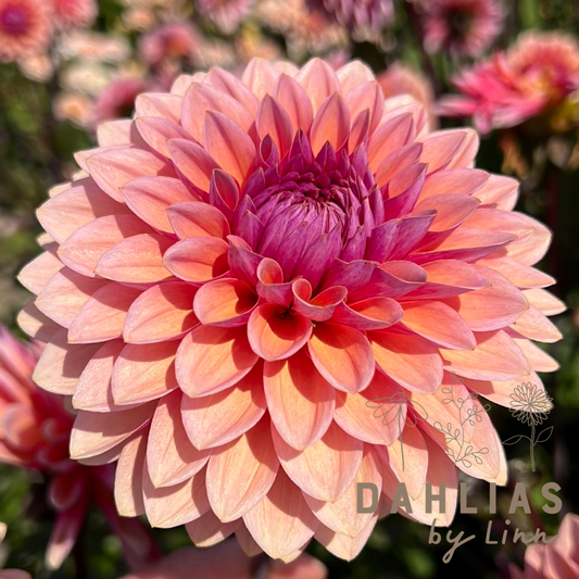 Dahlia Sweet Sanne