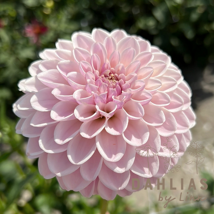 Dahlia Pink Silk
