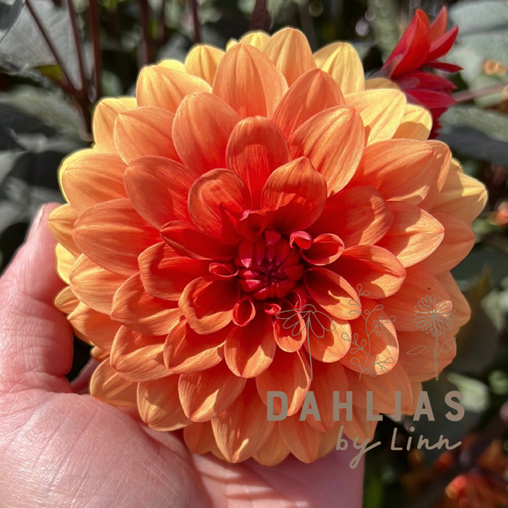 Dahlia David Howard Utgår!