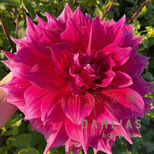 Dahlia Emory Paul