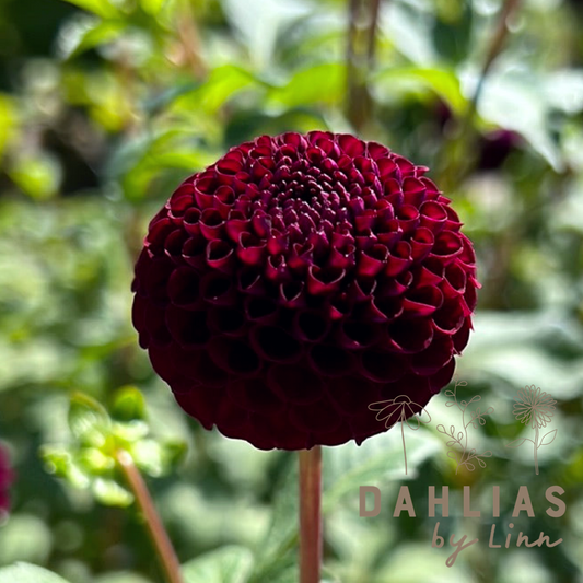 Dahlia Rocco UTGÅR!