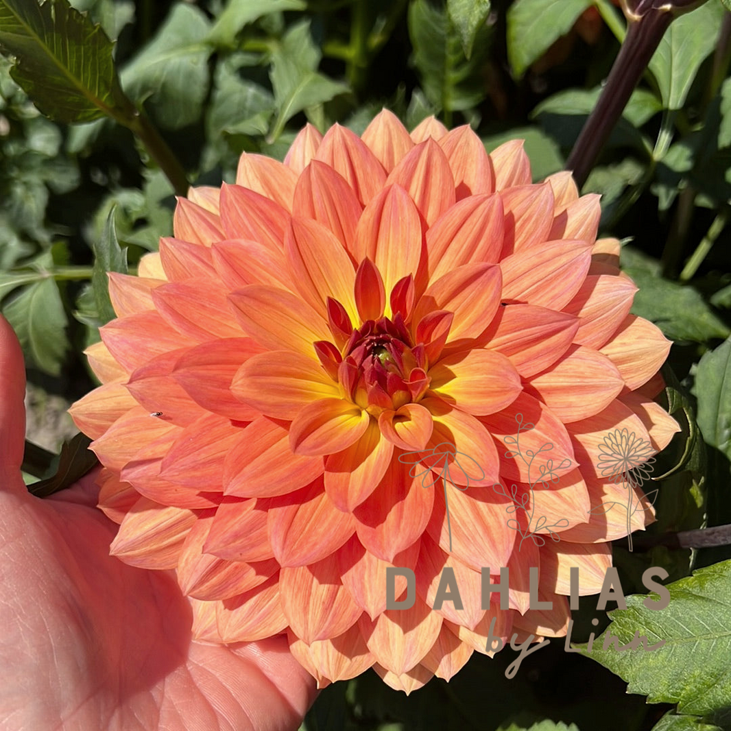 Dekorativa mellanblommiga – Dahlias By Linn