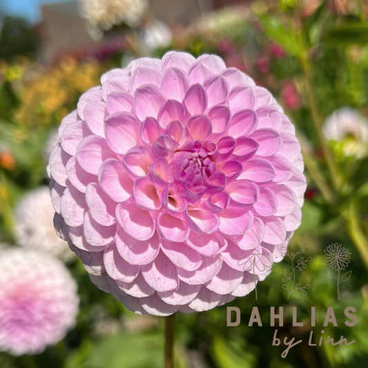 Dahlia Megan Dean