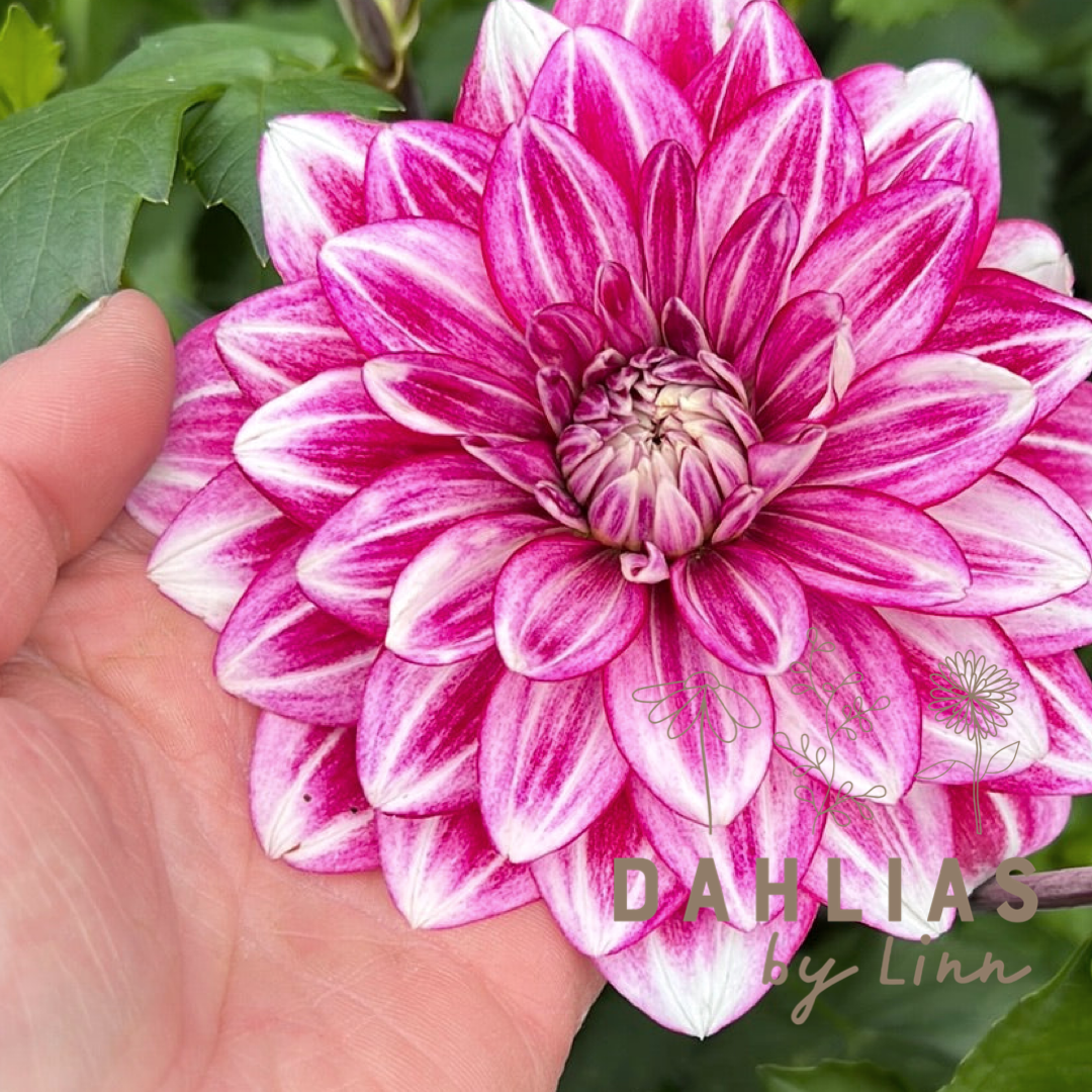 Dahlia Hemisphere