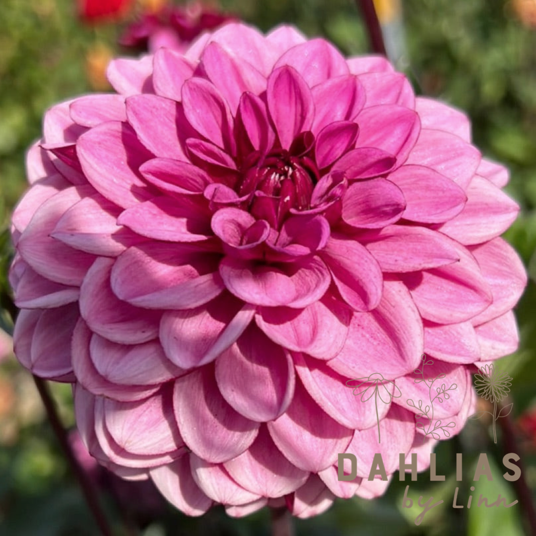 Dahlia Laughing Lizza – Dahlias By Linn