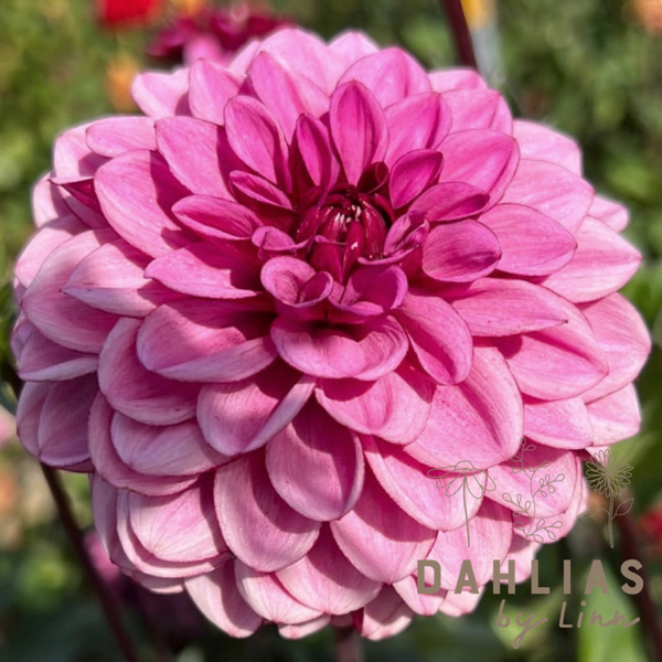 Dahlia Laughing Lizza – Dahlias By Linn