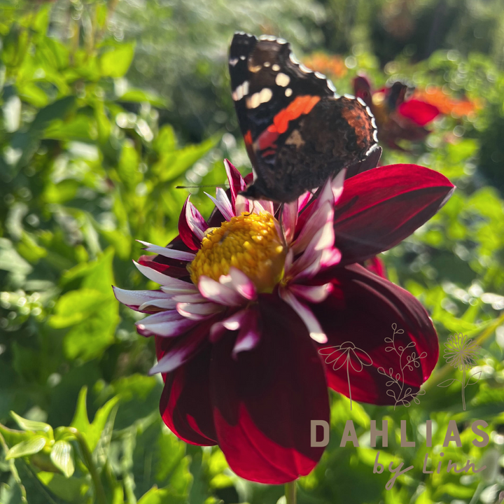 Dahlia Night Butterfly