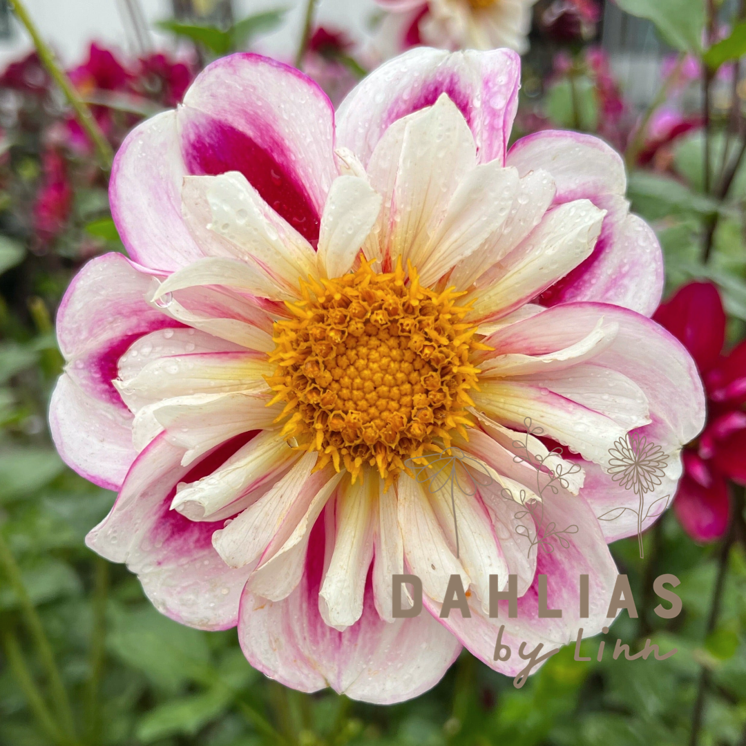 Dahlia Bumble Rumble – Dahlias By Linn