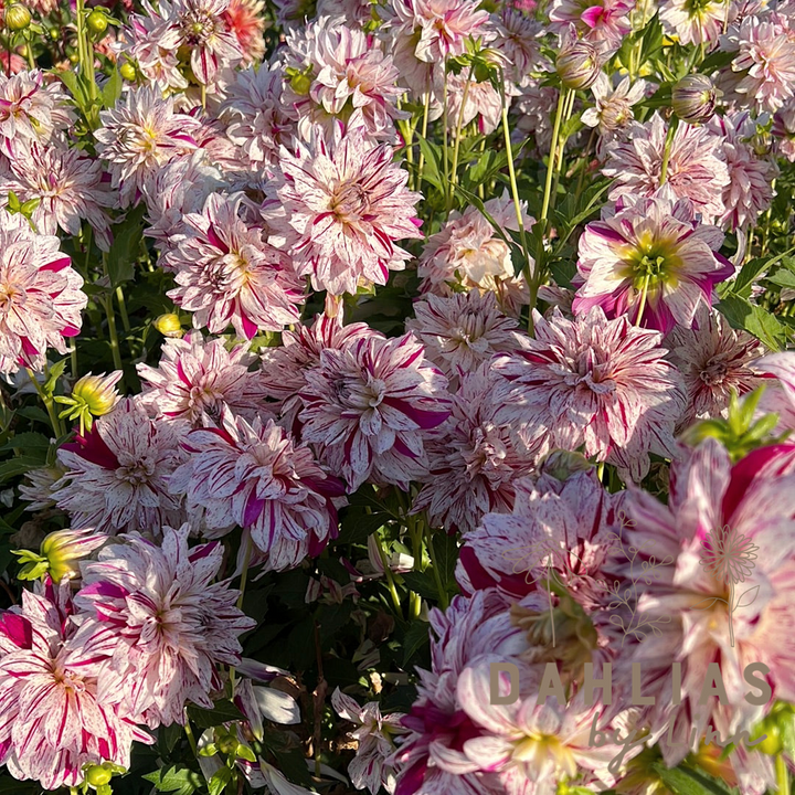 Dahlia Prince Vailant