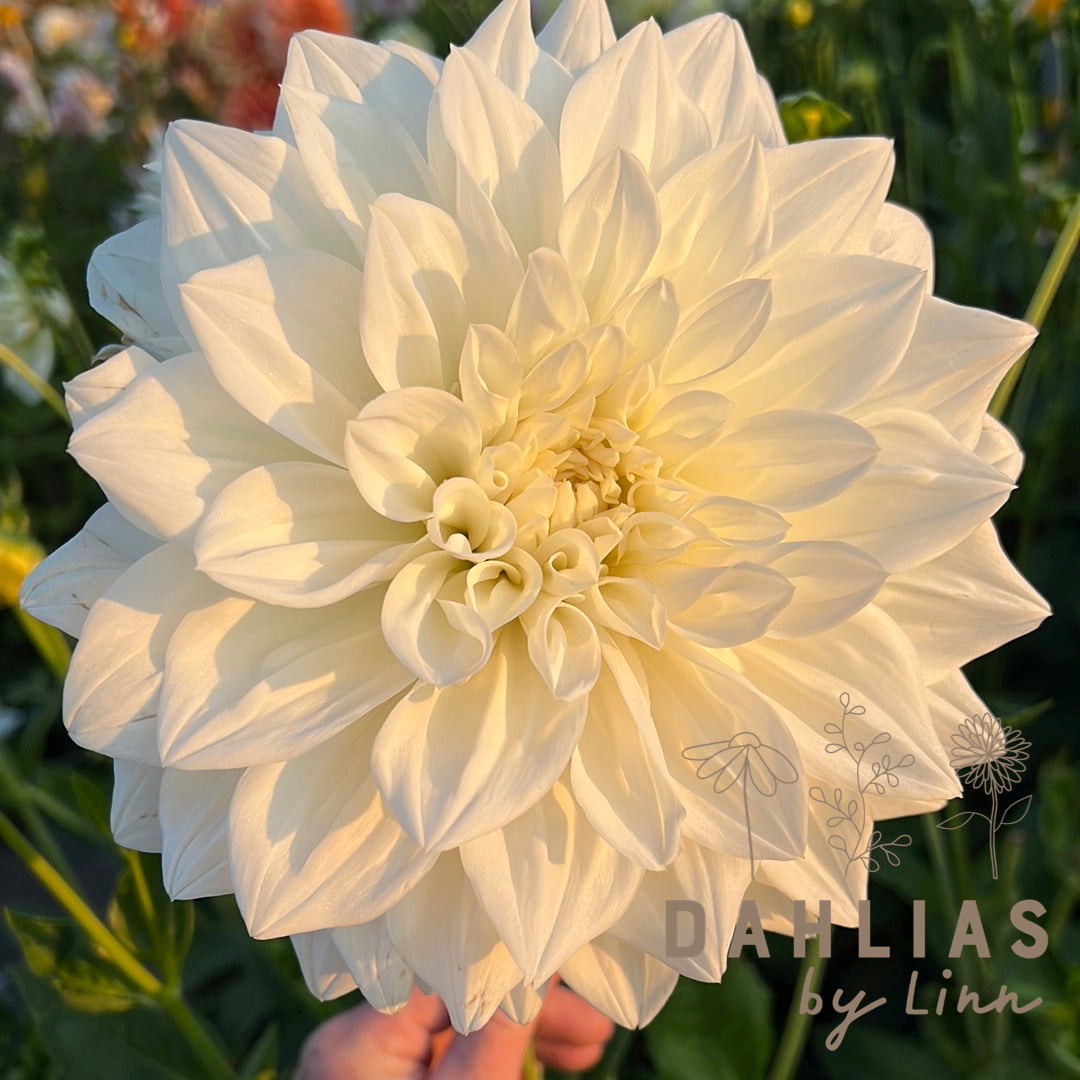 Dahlia White Alva