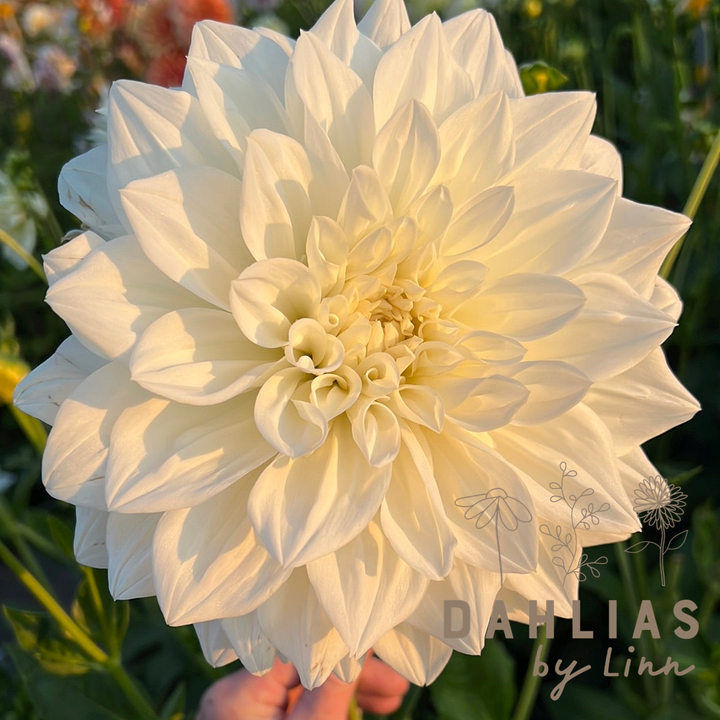 Dahlia White Alva
