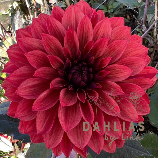 Dahlia Danique – Dahlias By Linn