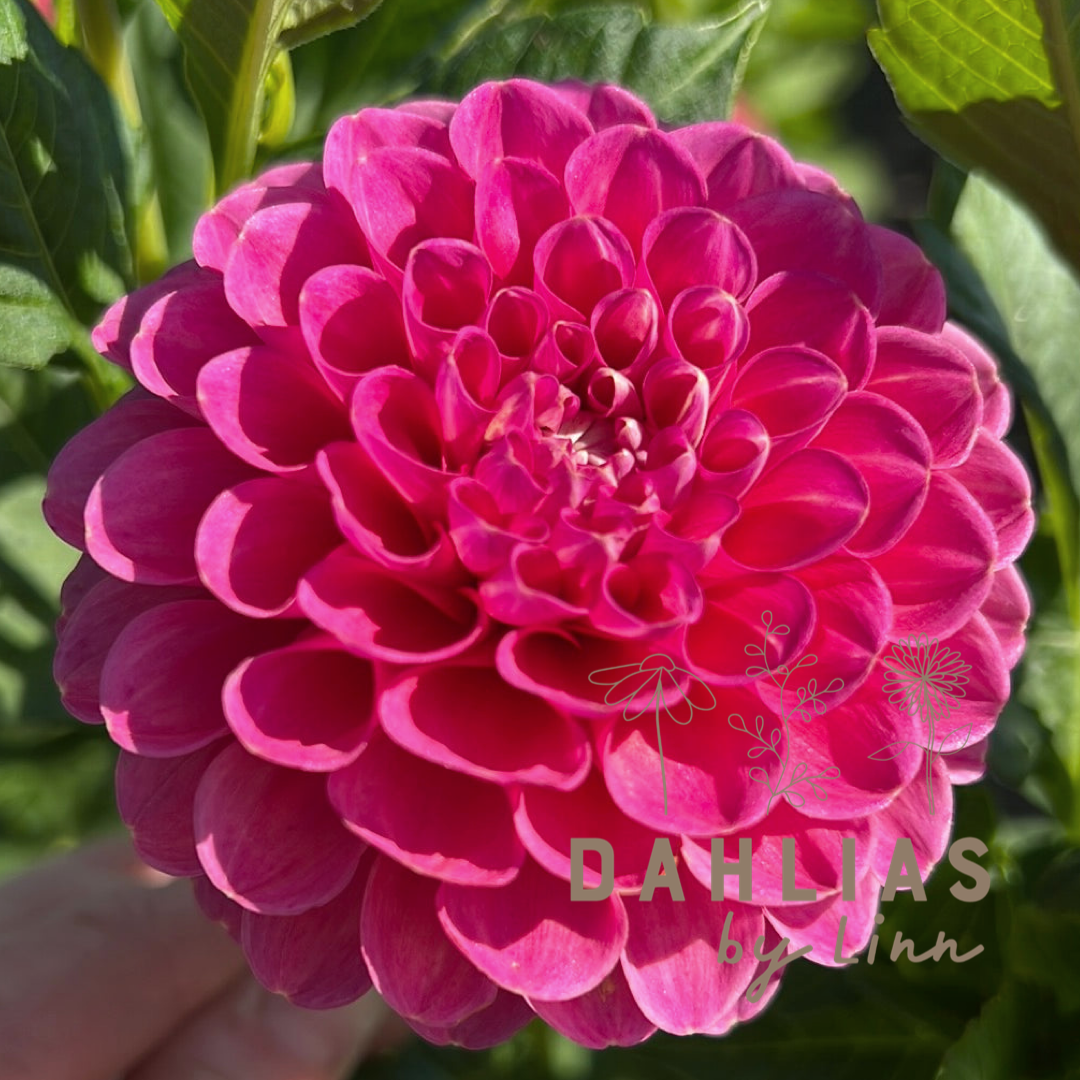 Dahlia Jowey Frambo – Dahlias By Linn