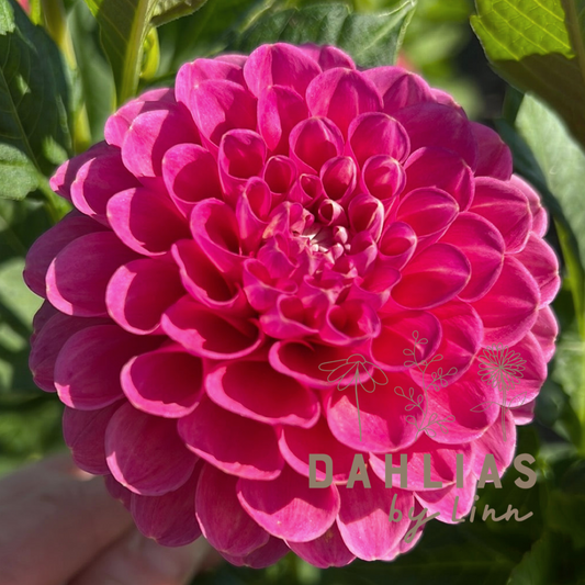 Dahlia Jowey Frambo UTGÅR!