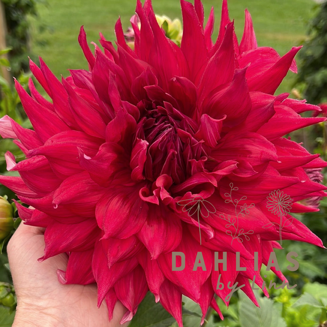 Dahlia Creve Coeur