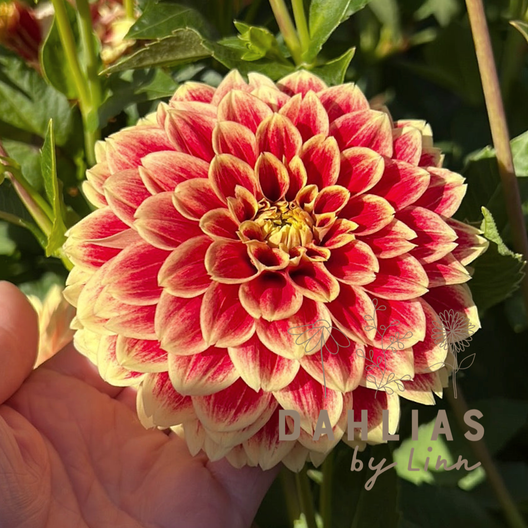 Dahlia Jowey Hubert UTGÅR!