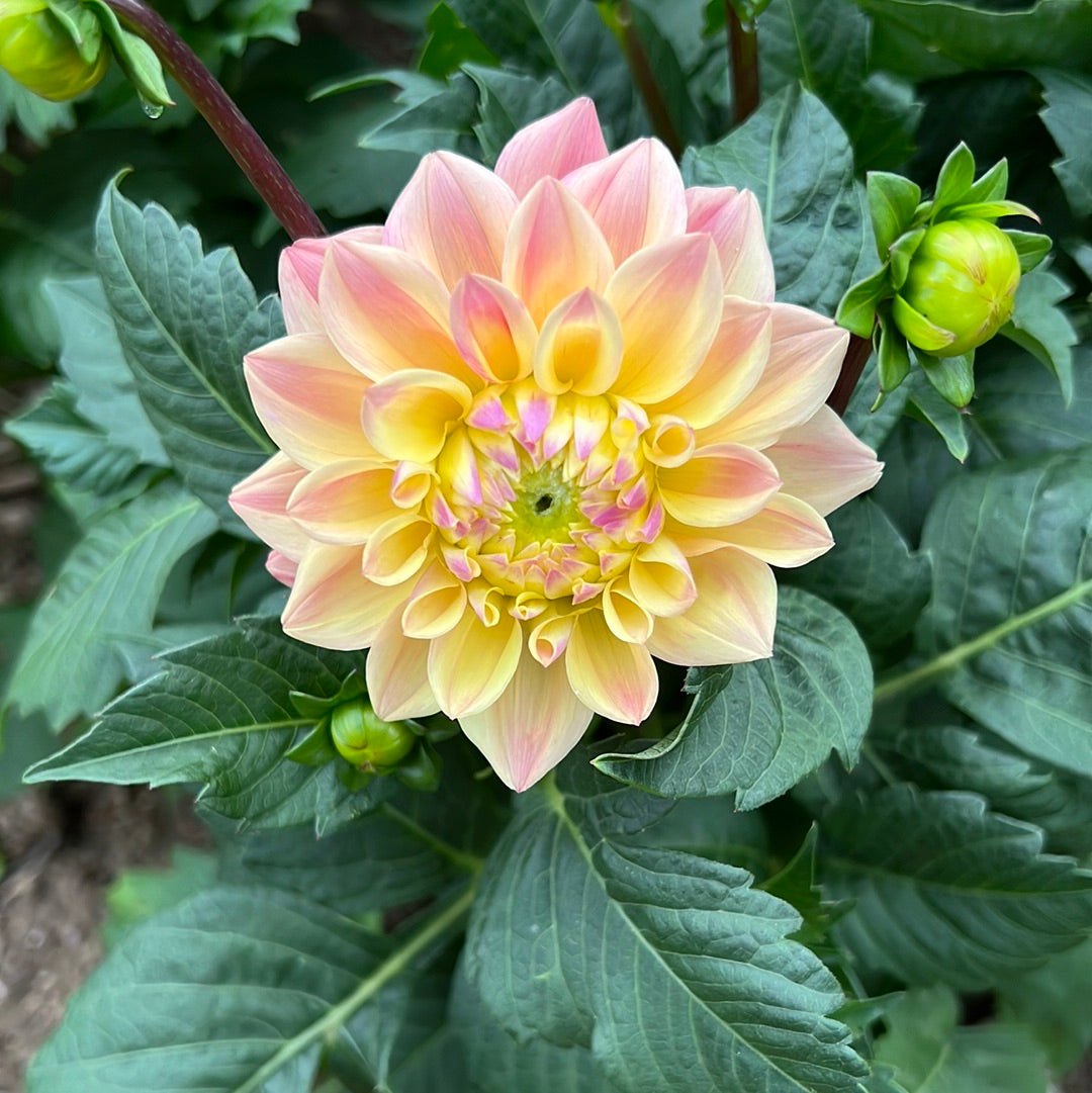 Dahlia Prinsess Elizabeth