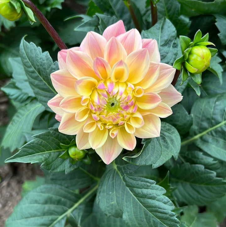 Dahlia Prinsess Elizabeth