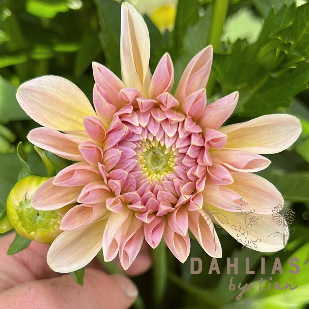 Dahlia Maya UTGÅR!