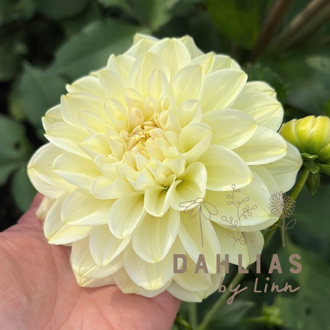 Dahlia Caramel Antique